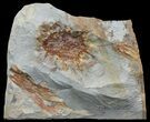 Fossil Seed Pod (Sparganium) From Montana - Paleocene #68261-1